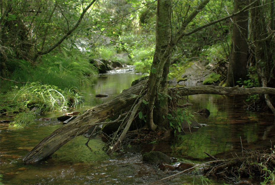 Arroyo de los Baños