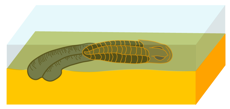 Modelo de formación de una cruciana