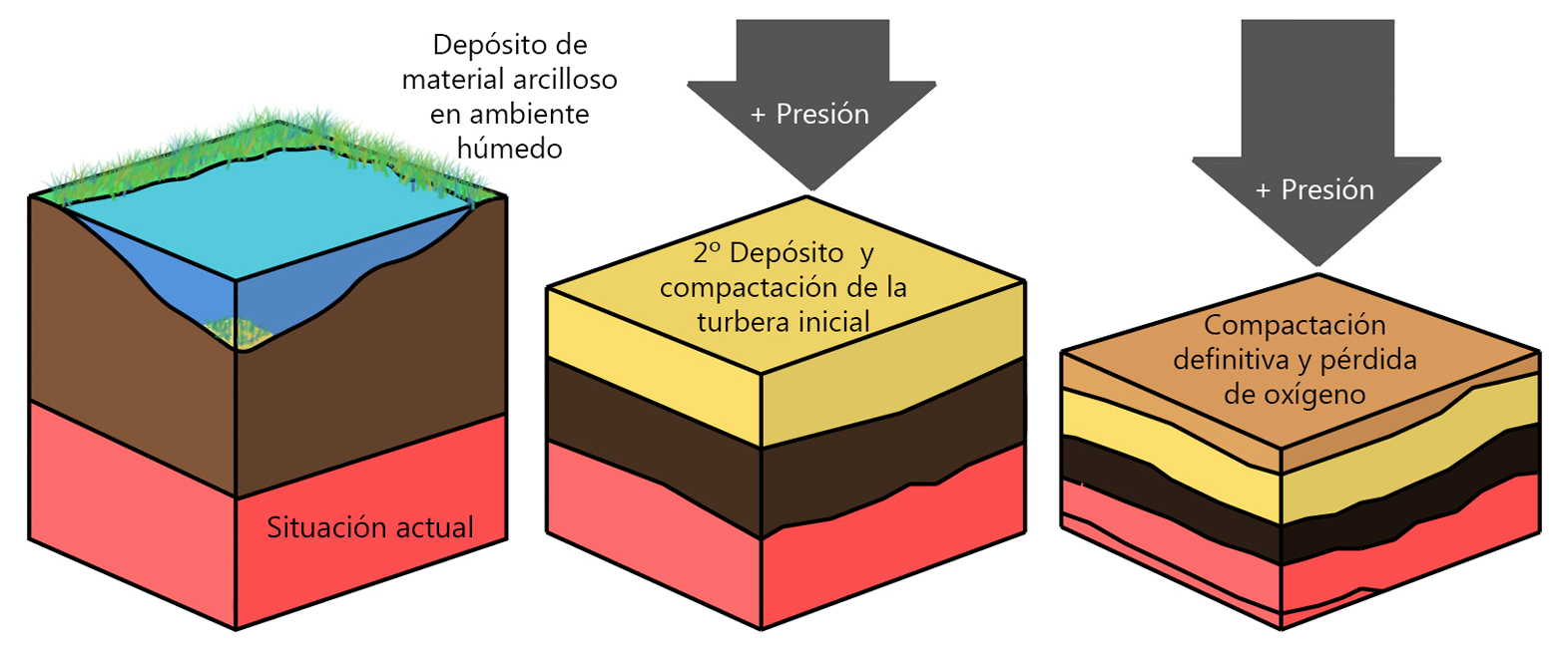 Formación de las turberas